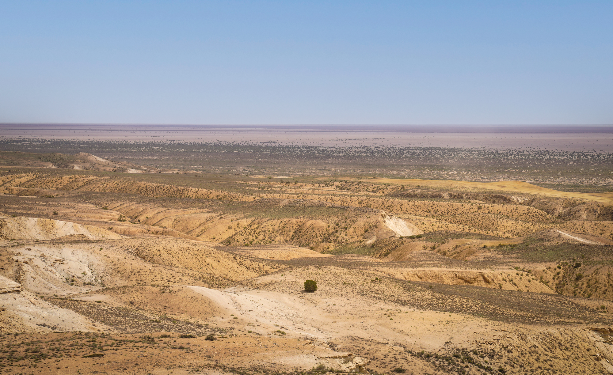 Karakalpakstan-landscape-saxaul.jpg